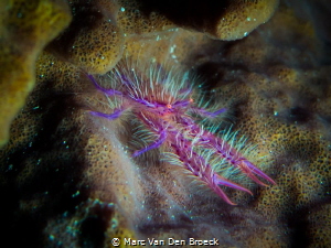 whitered needles by Marc Van Den Broeck 